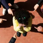 ADHD e bullismo